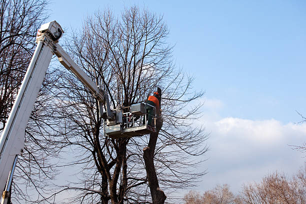  , USA Tree Removal Services Pros